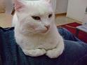 080116 gattasamu